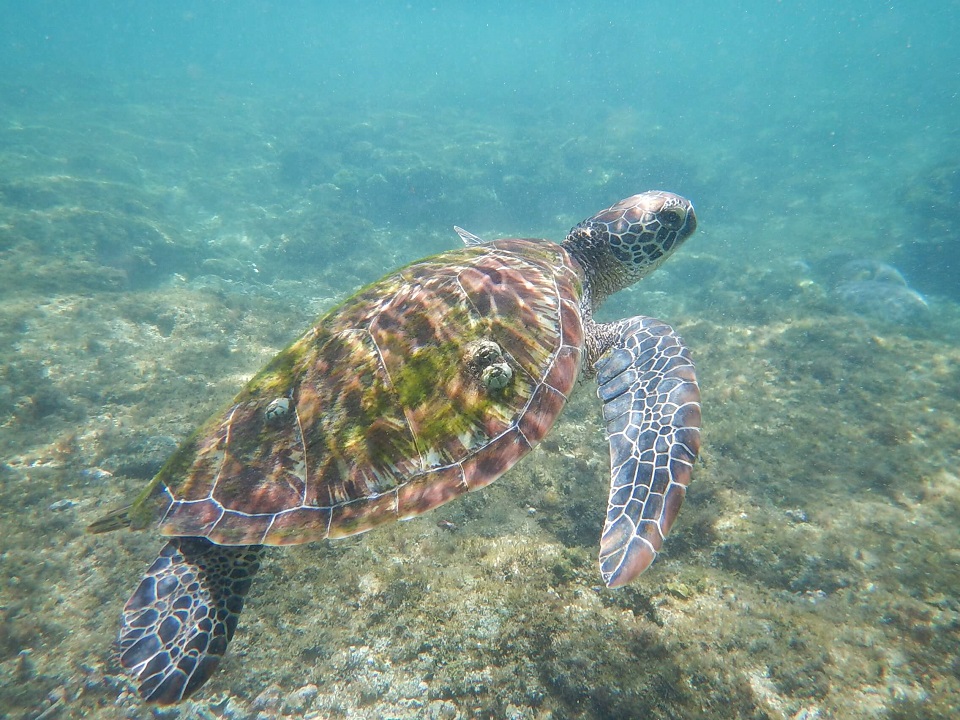 Snorkeling with turtles in Apo Island